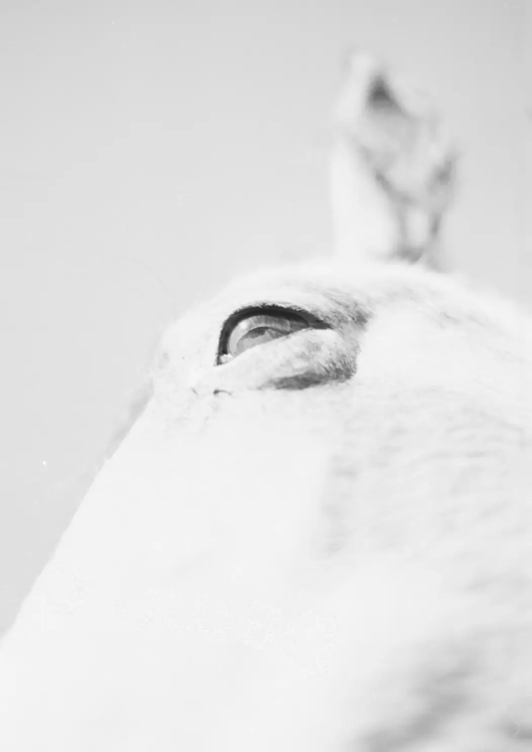 HIJO DE SU PADRE - Image 5